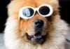 Can You be Held Liable in a Dog Bite Case?