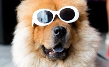 Can You be Held Liable in a Dog Bite Case?