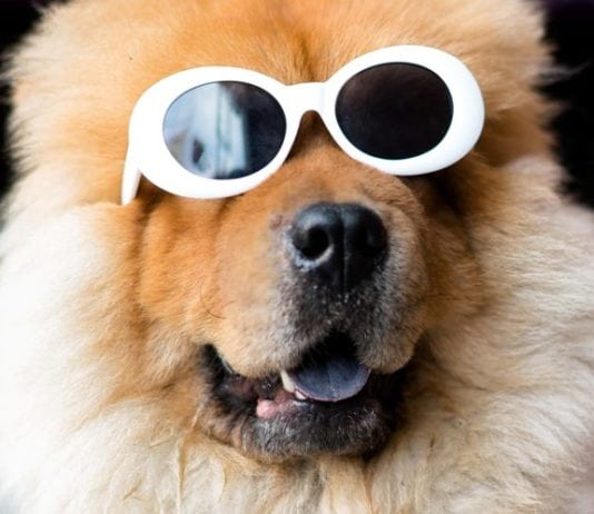 Can You be Held Liable in a Dog Bite Case?