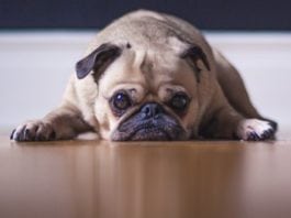 Man’s best friend could cost you more than you’d expect
