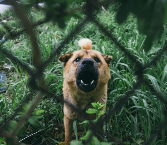 Dog Bite Injury Attorney in Riverside, California Dog Bite Injury Attorney in Riverside, California