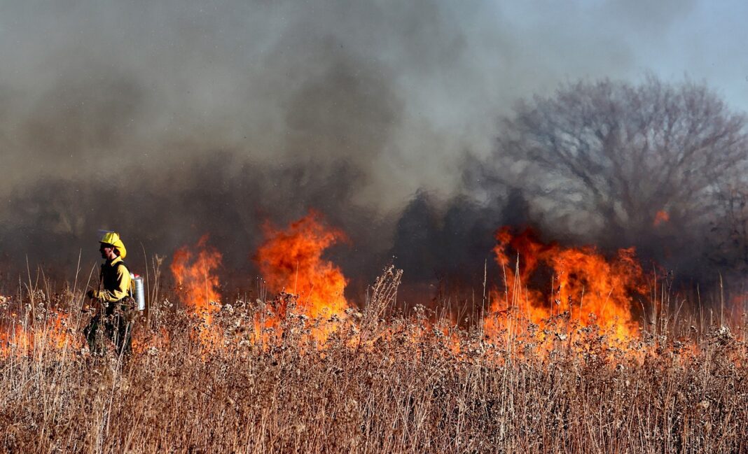 fire-grass firefighter walks through large grassy areas engulfed in flames.