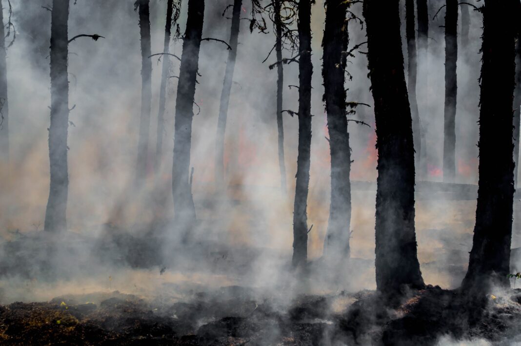 wildfire wildfire burns forest and exhibits large amounts of smoke